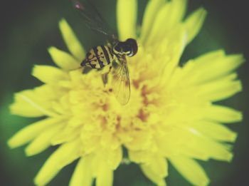 Close-up of insect on yellow flower