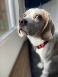 Red and white beagle 