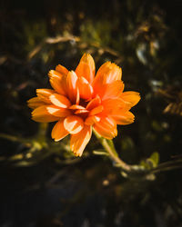Close-up of orange flower on field