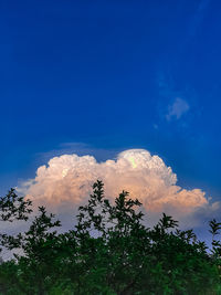 Low angle view of trees against blue sky