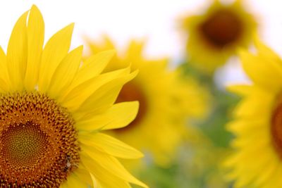 Macro shot of yellow daisy flower