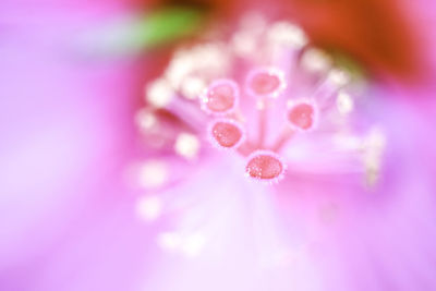 Close-up of pink flower