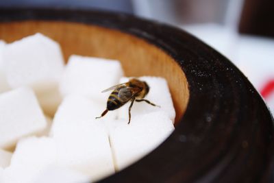 Close-up of bee pollinating sugar cube