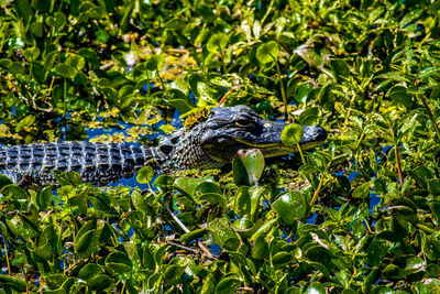 Butterfly on green leaf in swamp