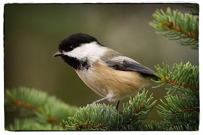 Close-up of bird perching on tree