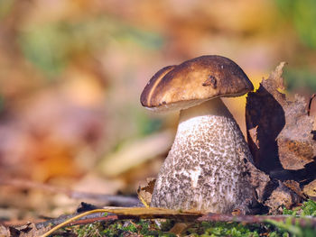 Close-up of mushroom growing outdoors