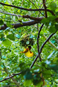 View of bird on branch