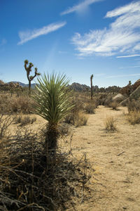 Scenic view of desert against sky