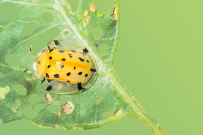 Close-up of ladybug on leaf