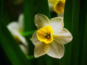 Close-up of yellow flower