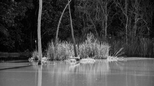 View of birds in lake