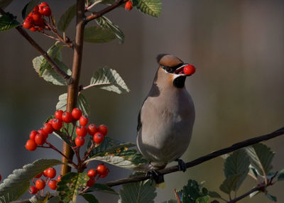 Close-up of bird perching on branch