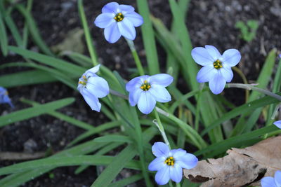 Close-up of purple flowers blooming