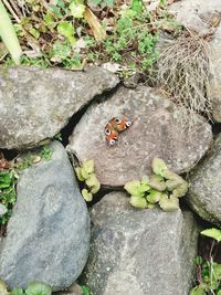 High angle view of butterfly on rock