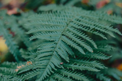 Close-up of fern leaves