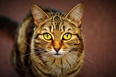 Close-up portrait of a cat