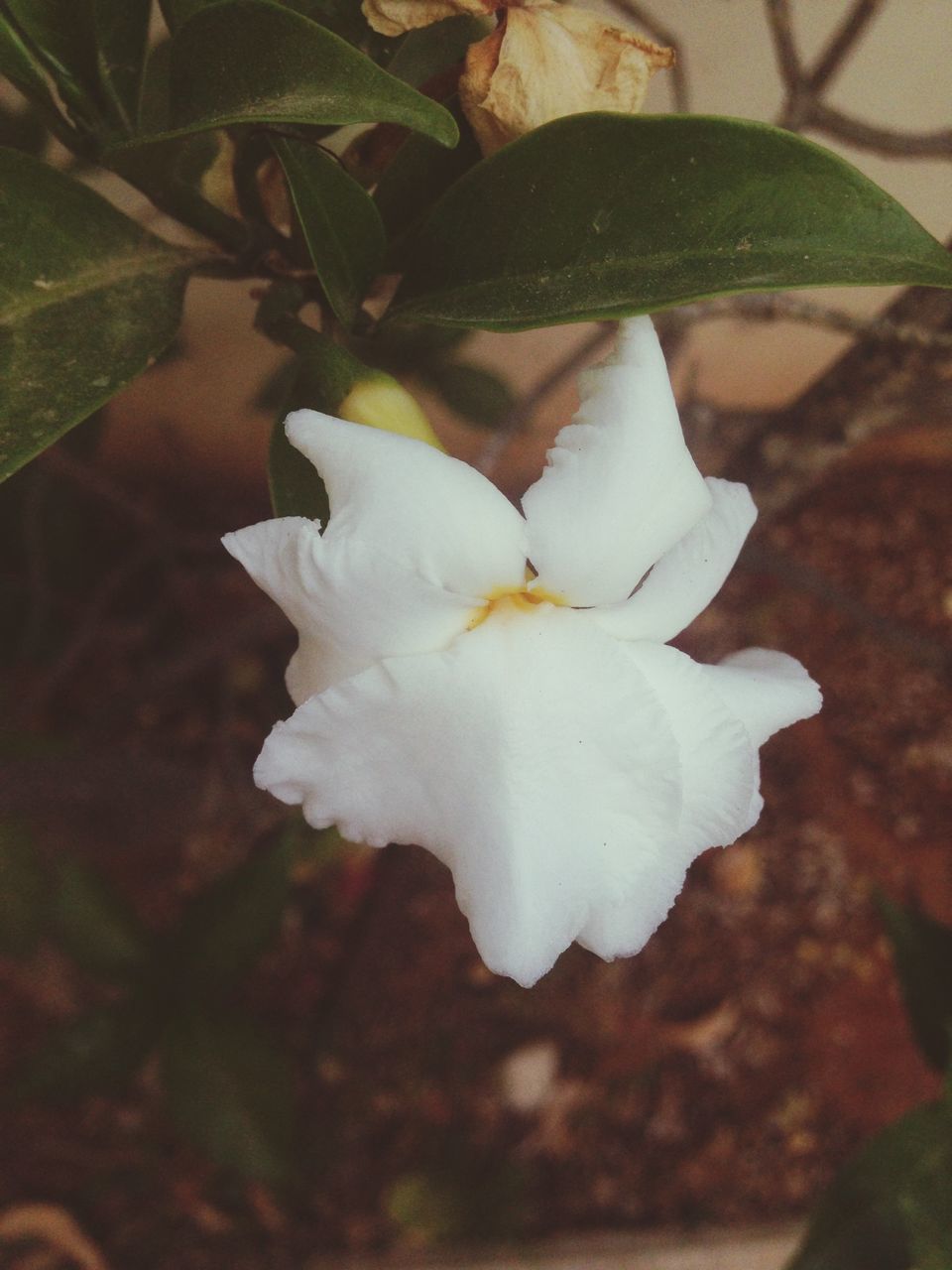 flower, petal, freshness, fragility, flower head, growth, white color, close-up, beauty in nature, leaf, nature, plant, single flower, blooming, focus on foreground, in bloom, stamen, white, pollen, high angle view