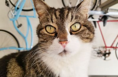 Close-up portrait of a cat