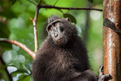 Close-up of a monkey