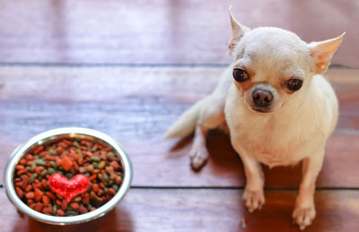 Portrait of dog on table at home