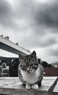 Portrait of cat sitting on roof against sky