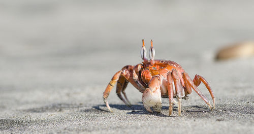 Close-up of crab on beach