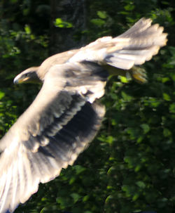 Close-up of a bird