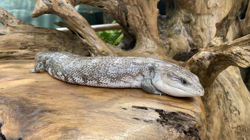 Close-up of lizard on tree trunk in zoo