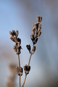 Close-up of wilted plant against sky