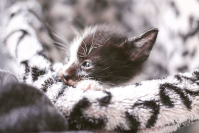 Close-up of kitten