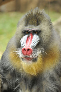 Close-up portrait of mandrill