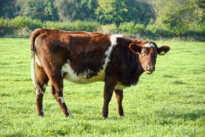 Cow standing on field