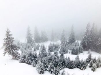 Trees on snow covered landscape against sky