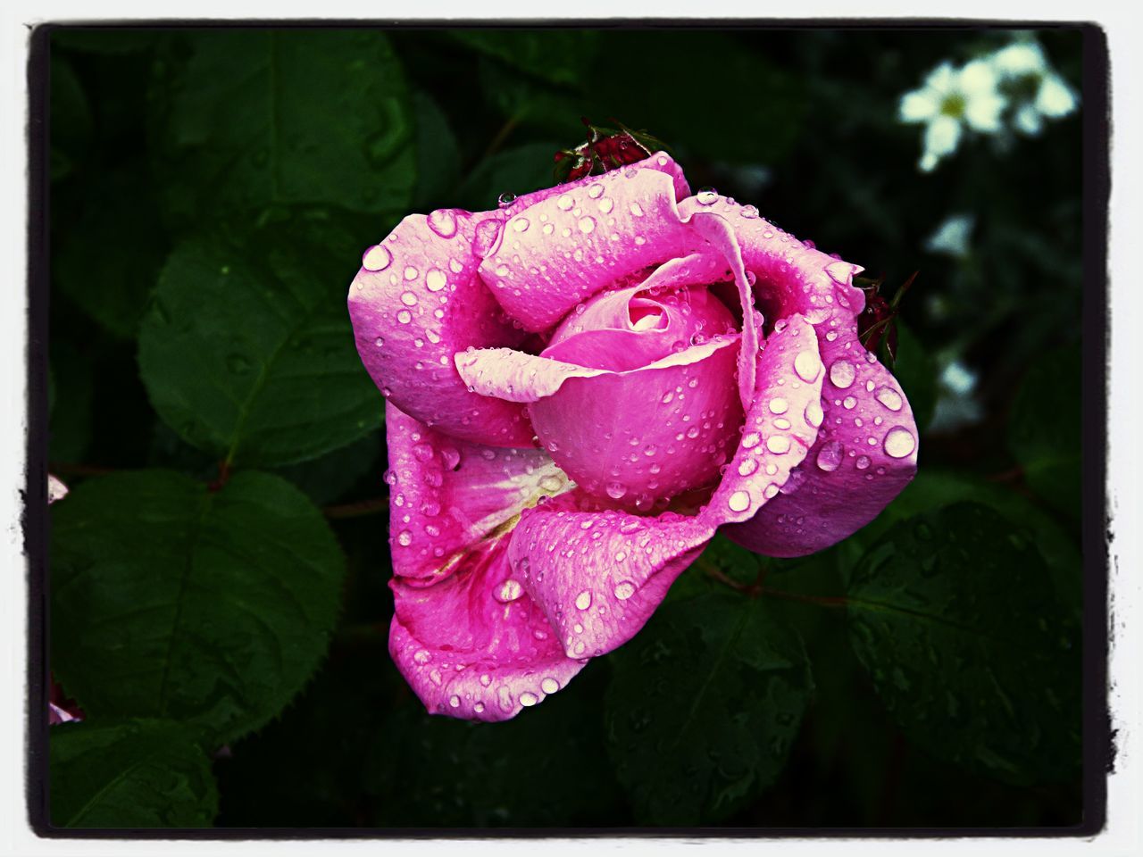 flower, petal, freshness, fragility, flower head, transfer print, drop, close-up, beauty in nature, pink color, rose - flower, wet, water, growth, single flower, blooming, auto post production filter, focus on foreground, nature, rose