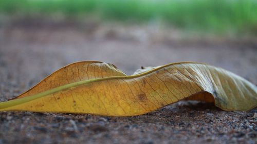 Close-up of leaf