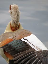 Rear view of bird against lake