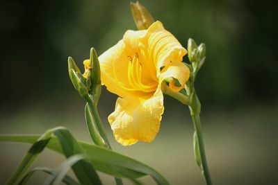 Close-up of yellow rose