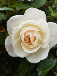 Close-up of white rose blooming outdoors