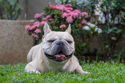 Smiling french bulldog lying at garden, pink flower background.