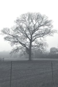 Bare tree on field during foggy weather