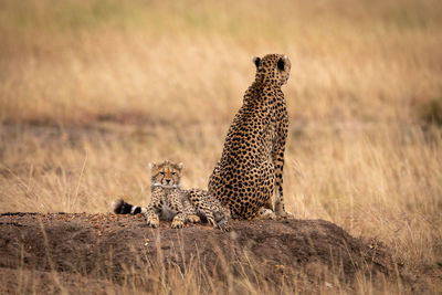 Cheetah with cub in forest