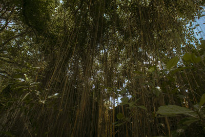 Low angle view of bamboo trees in forest