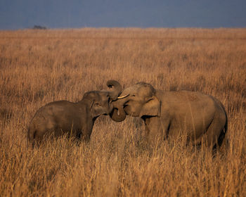 View of elephant on land