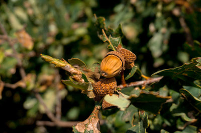 Close-up of berries on tree