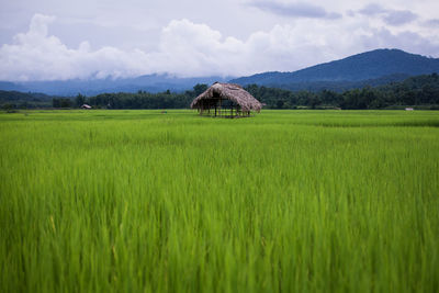 Scenic view of agricultural field against sky