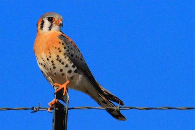 Low angle view of bird perching on cable