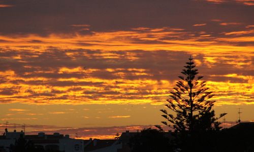 Silhouette trees against dramatic sky during sunset