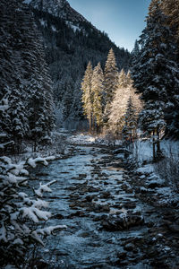 View of snow covered land and trees in forest