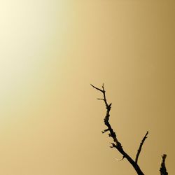 Low angle view of tree against clear sky