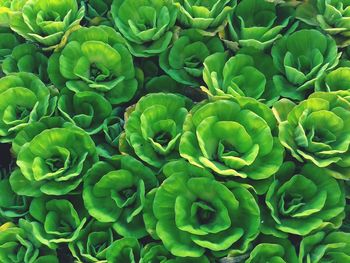 Full frame shot of green leaves